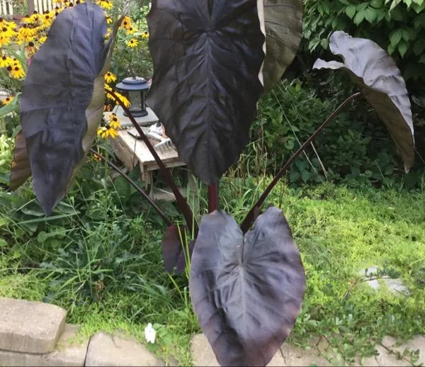 Elephant ear plants