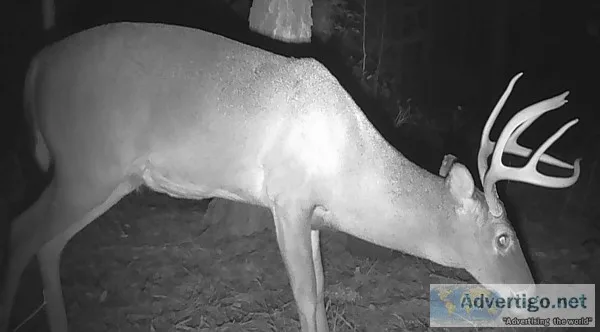 Wanted Deer and Turkey Hunters
