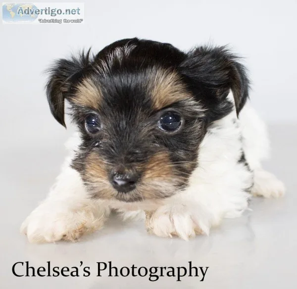 Venus Female AKC Biewer