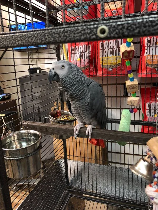 African grey
