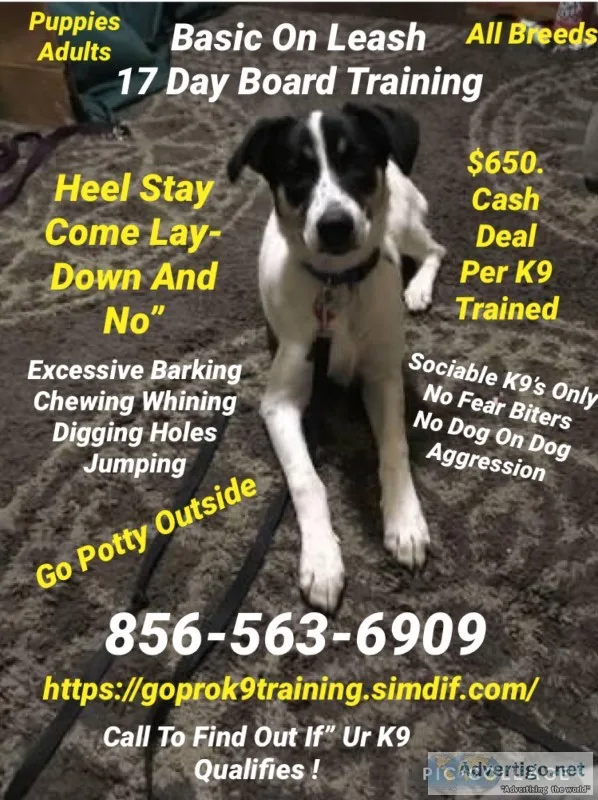 Dog puppy basic training offer