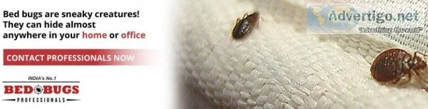 Bed Bugs Pest Control In Pune