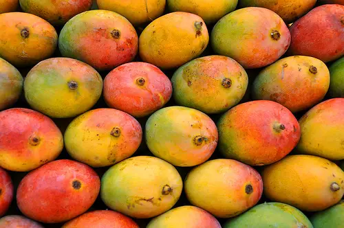 Malgova mango