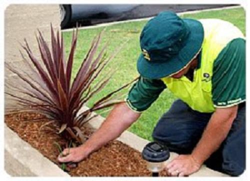 Great Lawn Maintenance Services in Perth