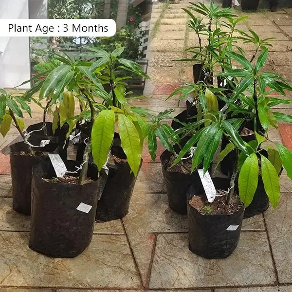 Malgova mango