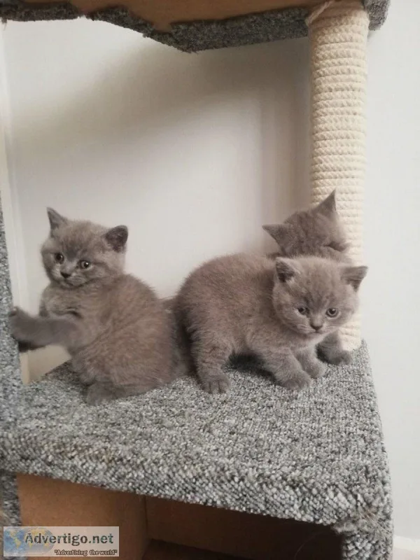 British shorthair kittens