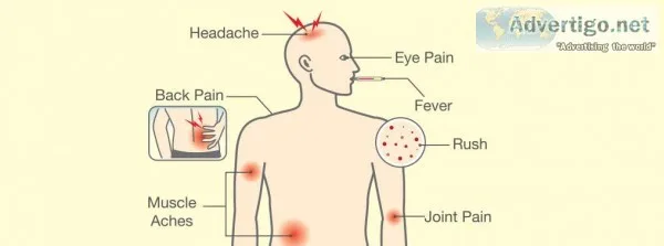 Malaria Malady Causes and Symptoms of Malaria and Tips to Tackle