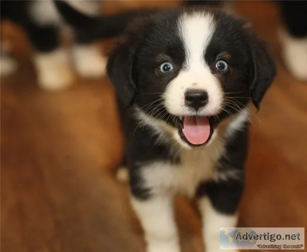 F1 aussiedoodle puppies