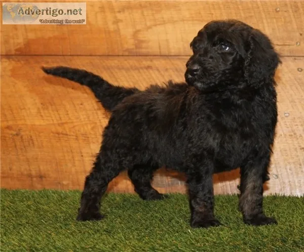 F1 aussiedoodle puppies