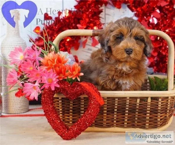 F1 aussiedoodle puppies
