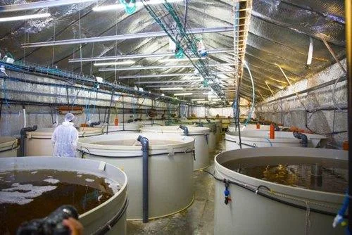 RAS Fish Farming -PVR AQUA