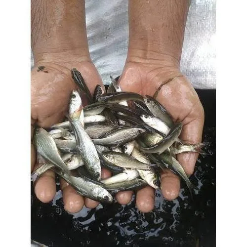 Fish Seeds in Delhi NCR -PVR AQUA
