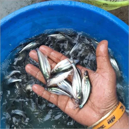 Fish Seeds in Delhi NCR -PVR AQUA
