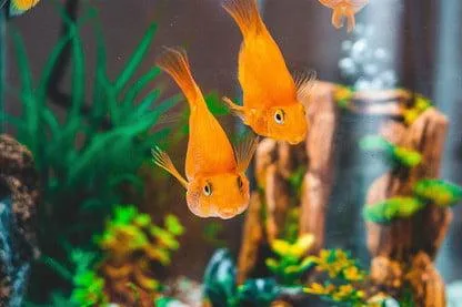 Fish Medicine in Delhi NCR-PVR AQUA