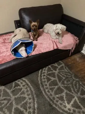 Problem dogs that need training