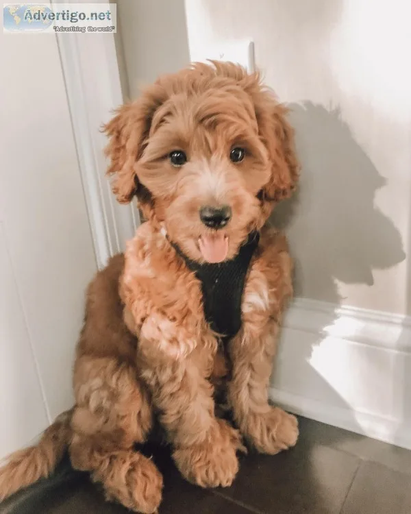 Mini goldendoodle pawprints: f1b mini goldendoodles