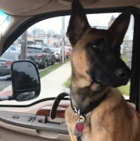 Problem dogs that need training