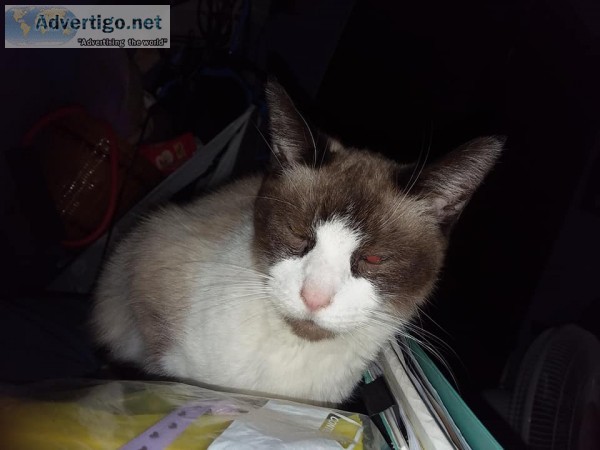Snowshoe siamese cat wanted