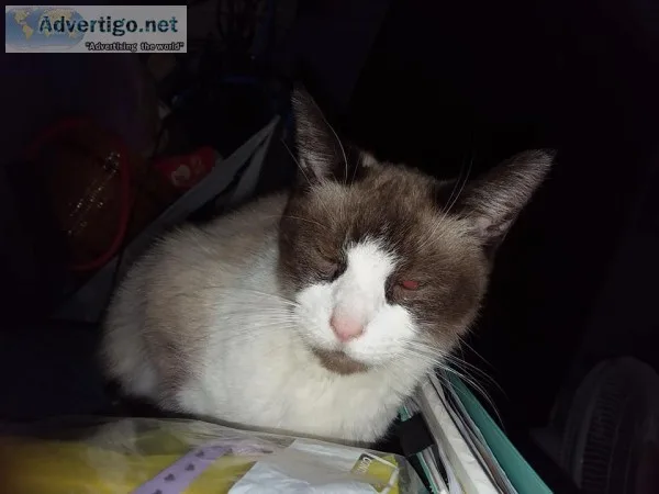Snowshoe siamese cat wanted