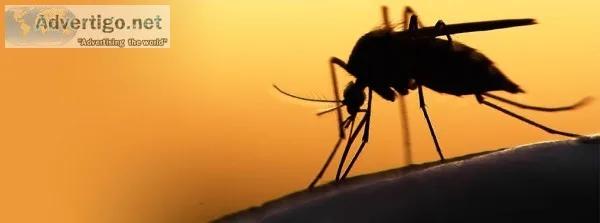What Keeps Mosquitoes Away Best Mosquito Killer For Home