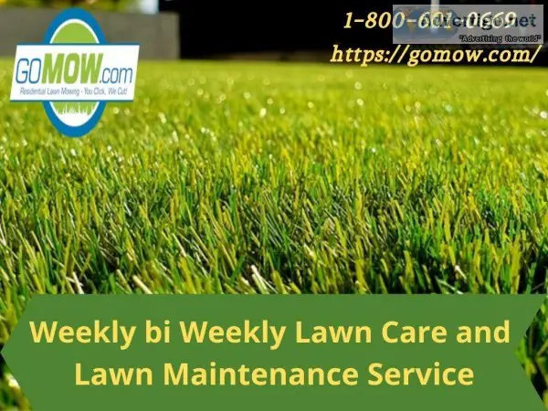 Weekly bi Weekly Lawn Care and Lawn Maintenance Service Provider