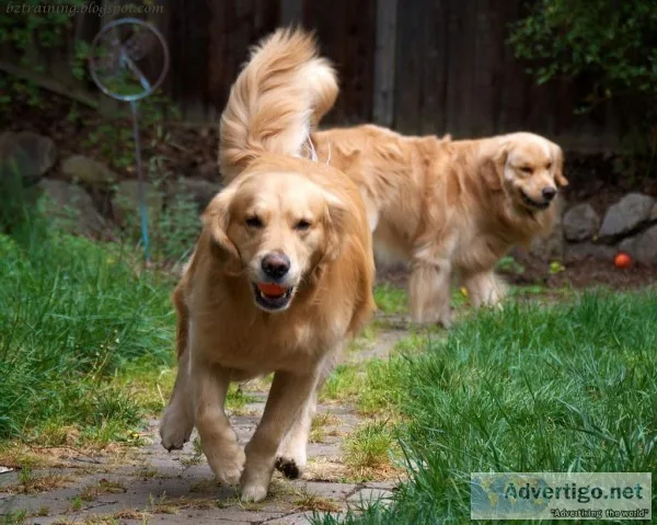 Dog Walking Services Mississauga   Suburban Dogs