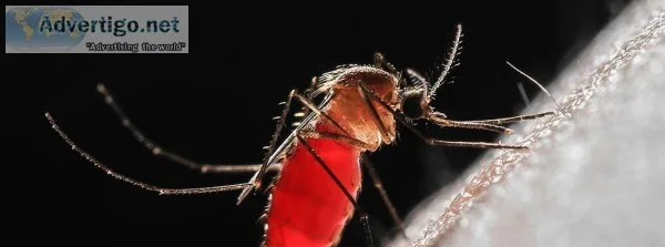 Mosquitoes In India How Mosquito Killer Spray Helps