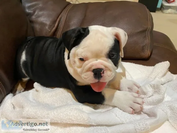 13 week english bulldog puppies