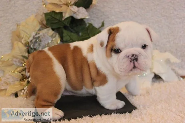 Cute and adorable english bulldog puppies