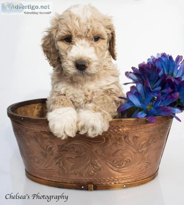 Teddy Male Golden English Labradoodle