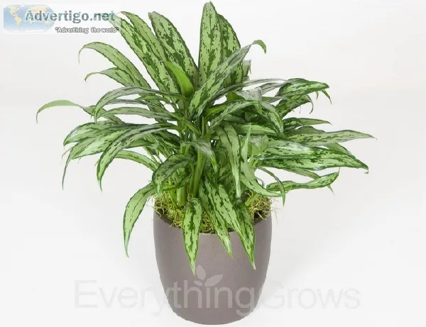 Best Indoor Office Plants by Everything Grows