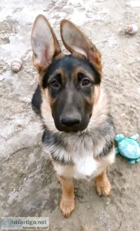 Meet Niko A Purebred AKC German Shepherd puppy