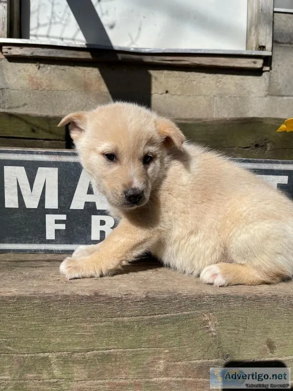 George Male German Shepsky