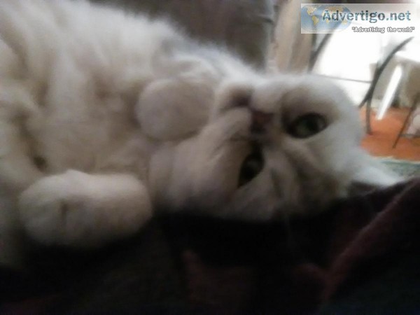 Dog Training Lessons  cat sitter