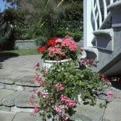 Upper duplex available for July