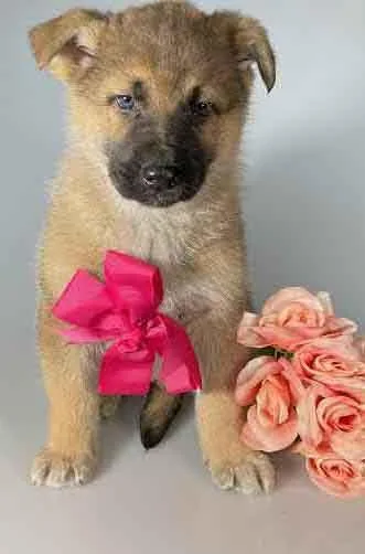Chloe Female German Shepherd
