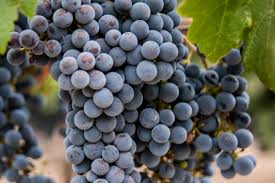 Enjoy wine? work from home? make money and get your wine free