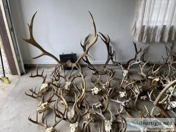 Deer Horns