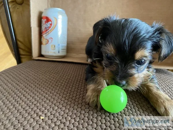 Yorkshire terrier puppies