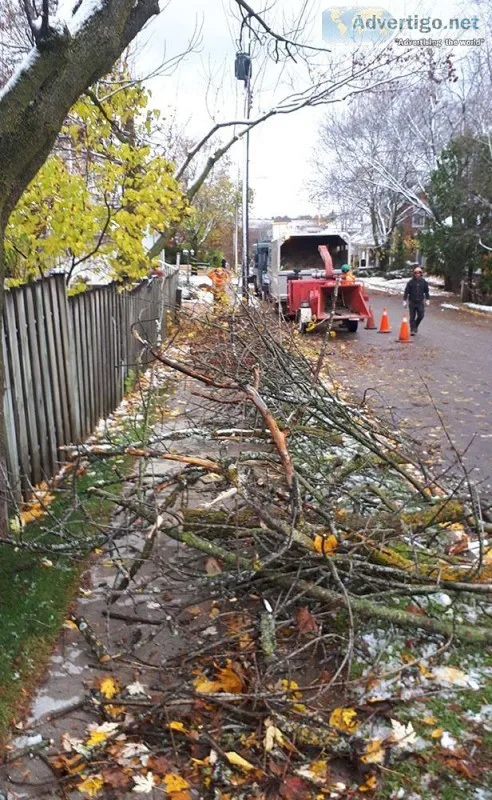 Tree pruning service in kawartha lakes