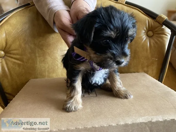 Yorkshire terrier puppies