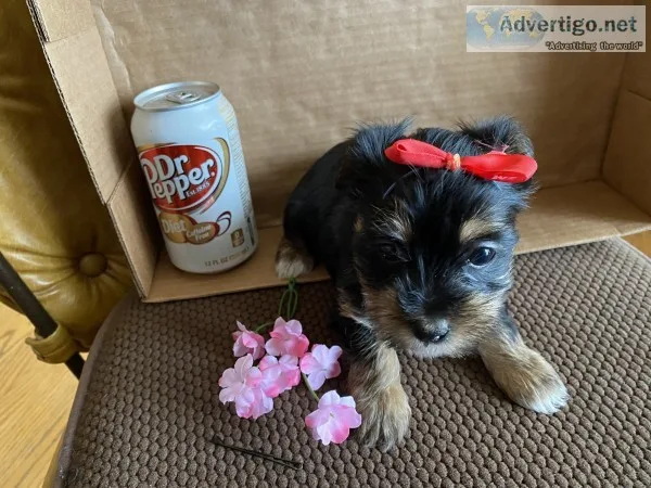 Yorkshire terrier puppies