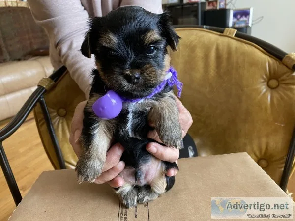 Yorkshire terrier puppies