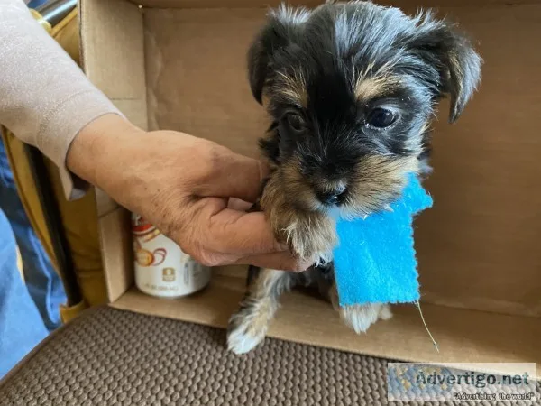 Yorkshire terrier puppies