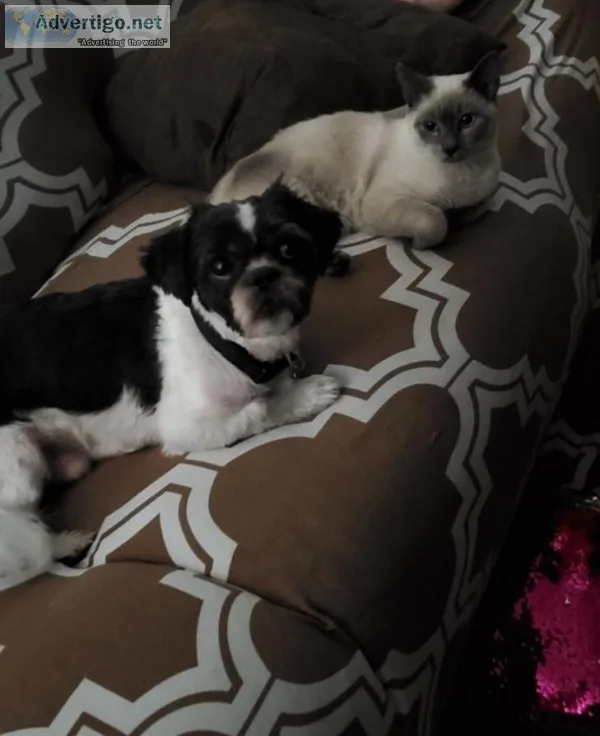 Trained Shih tzu for sale