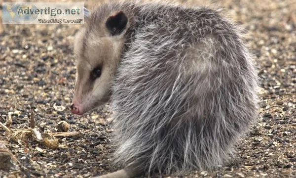 A possum in the roof