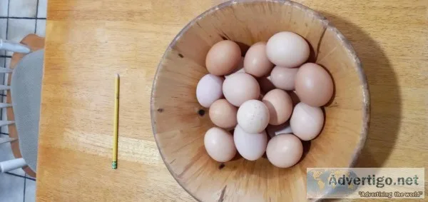 Eggs for sale