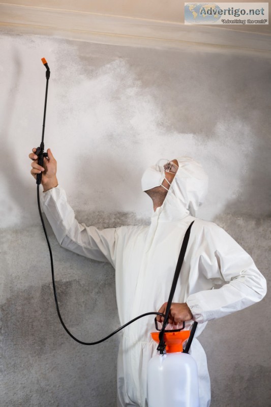 Pest control services in navi mumbai