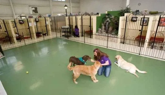 Professional Dog Walking and Boarding Company in Puyallup