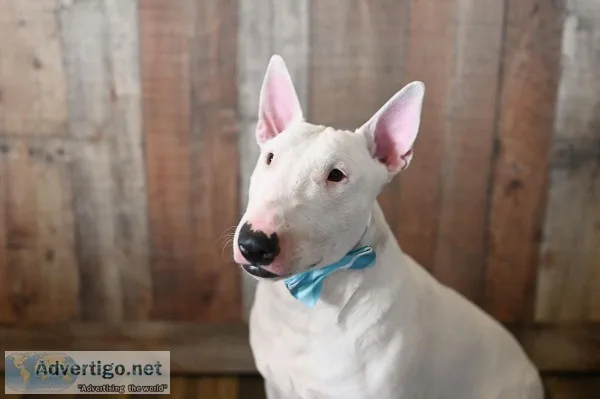 All White Bull Terrier